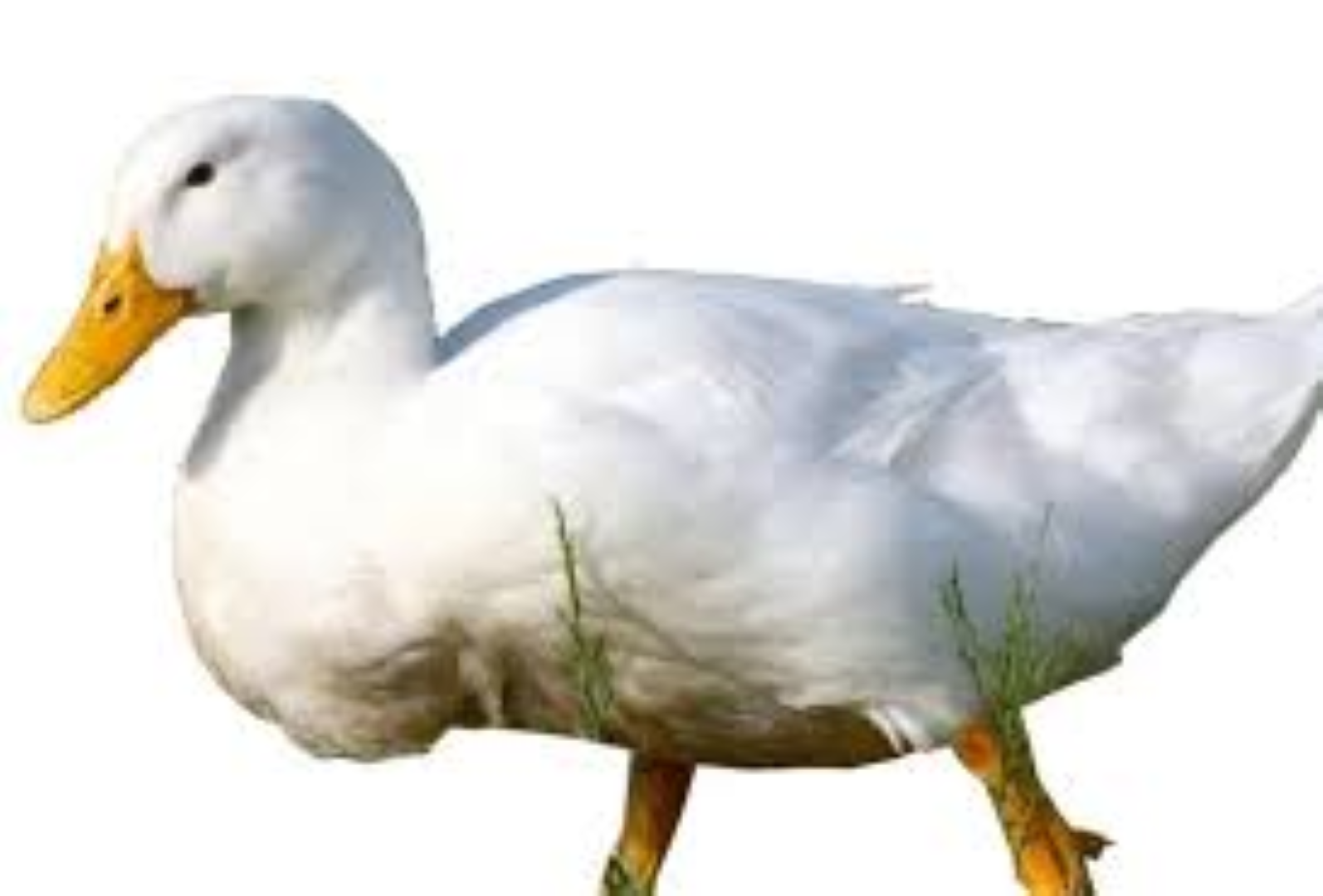 FCL RUARAKA PEKIN DUCKS PER KG